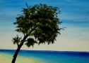 Pino marittimo - Olio su tela - cm 60 x 60